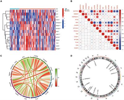 Immunogenic cell death-led discovery of COVID-19 biomarkers and inflammatory infiltrates